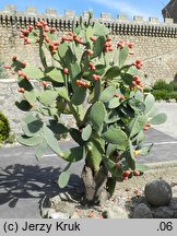 Opuntia ficus-indica (opuncja figowa)