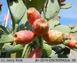 Opuntia ficus-indica (opuncja figowa)