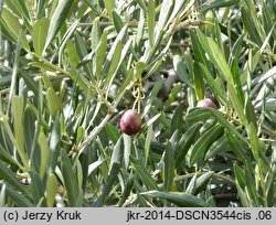 Olea europaea (oliwka europejska)