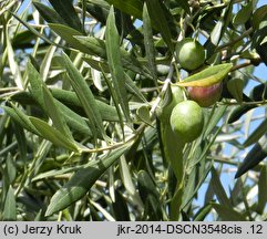 Olea europaea (oliwka europejska)