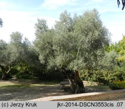 Olea europaea (oliwka europejska)