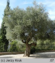 Olea europaea (oliwka europejska)