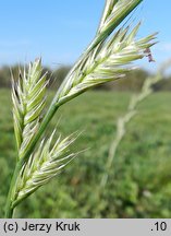 Lolium multiflorum (życica wielokwiatowa)