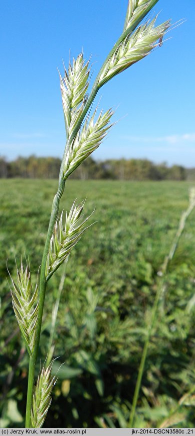 Lolium multiflorum (życica wielokwiatowa)