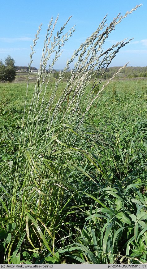 Lolium multiflorum (życica wielokwiatowa)
