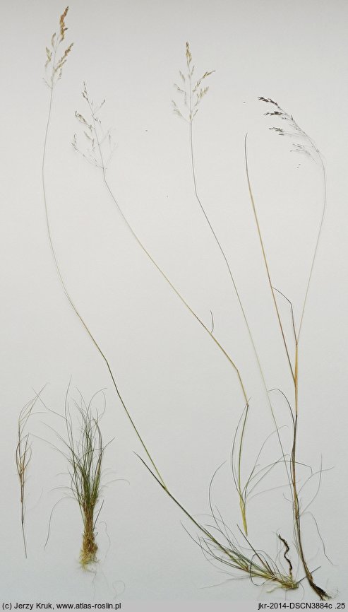Agrostis canina s.str. (mietlica psia)