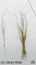 Agrostis canina (mietlica psia)