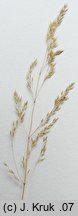 Agrostis canina s.str. (mietlica psia)