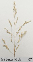Agrostis canina s.str. (mietlica psia)