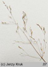 Agrostis canina s.str. (mietlica psia)