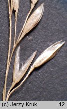 Agrostis canina s.str. (mietlica psia)