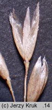 Agrostis canina s.str. (mietlica psia)