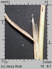Agrostis canina (mietlica psia)