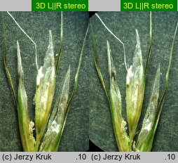 Helictochloa planiculmis (owsica spłaszczona)