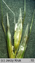 Helictochloa planiculmis (owsica spłaszczona)