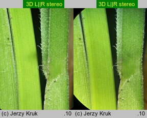 Helictochloa planiculmis (owsica spłaszczona)