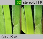 Helictochloa planiculmis (owsica spłaszczona)