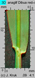 Trisetum sibiricum (konietlica syberyjska)