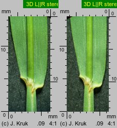 Trisetum sibiricum (konietlica syberyjska)