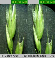 Trisetum sibiricum (konietlica syberyjska)