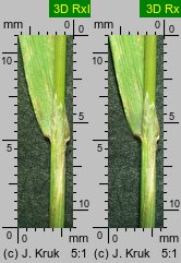 Agrostis stolonifera (mietlica rozłogowa)