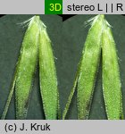 Trisetum sibiricum (konietlica syberyjska)