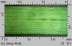 Trisetum sibiricum (konietlica syberyjska)