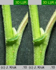 Salix myrsinifolia (wierzba czarniawa)