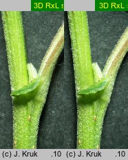 Salix myrsinifolia (wierzba czarniawa)