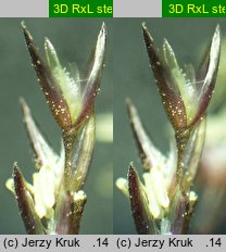 Agrostis gigantea (mietlica olbrzymia)