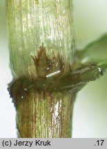 Hydrilla verticillata (przesiąkra okółkowa)