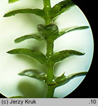 Elodea canadensis (moczarka kanadyjska)