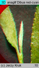 Salix acutifolia (wierzba ostrolistna)