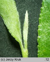 Salix acutifolia (wierzba ostrolistna)