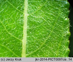 Salix acutifolia (wierzba ostrolistna)