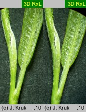 Salix acutifolia (wierzba ostrolistna)