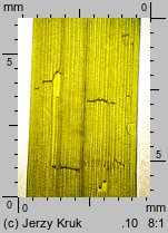 Zostera marina (zostera morska)