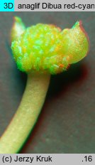 Ranunculus baudotii (jaskier Baudota)