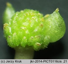 Ranunculus baudotii (jaskier Baudota)