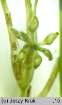 Ruppia maritima (rupia morska)