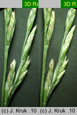 Puccinellia capillaris (mannica delikatna)