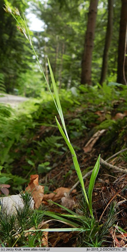 Luzula luzulina (kosmatka żółtawa)