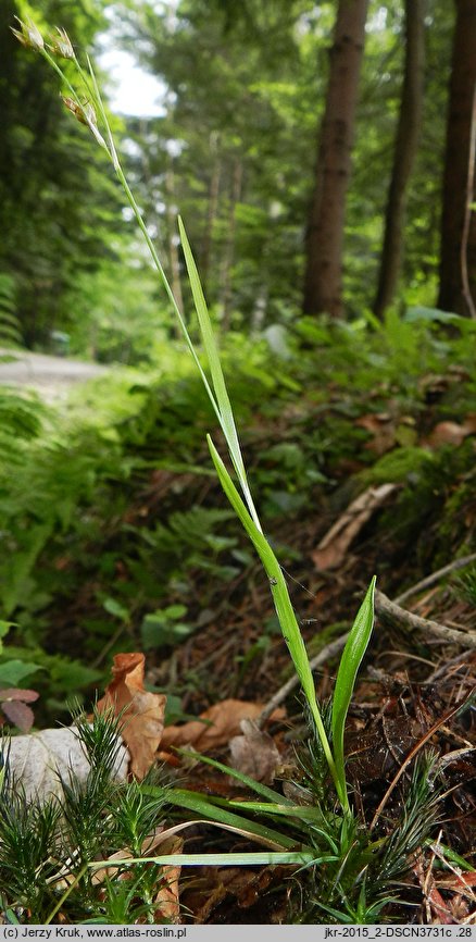 Luzula luzulina (kosmatka żółtawa)