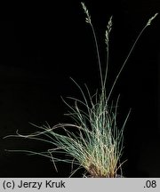 Festuca polesica (kostrzewa poleska)