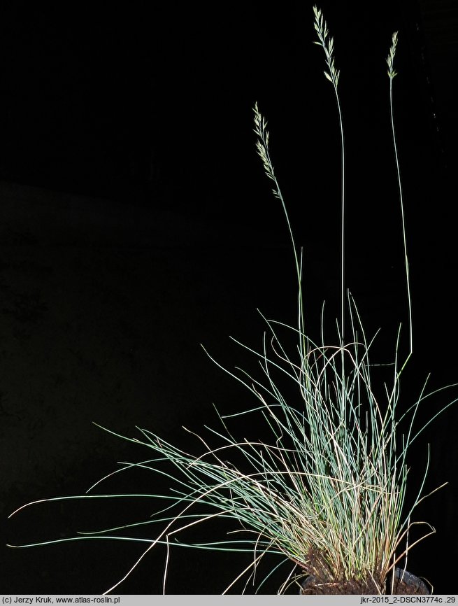 Festuca polesica (kostrzewa poleska)