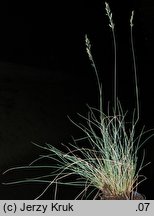 Festuca polesica (kostrzewa poleska)