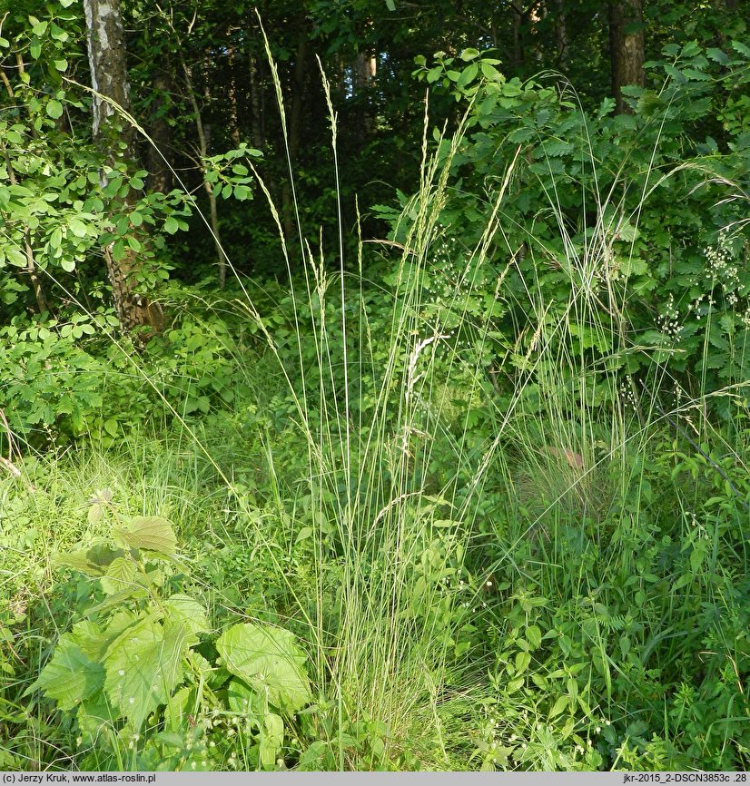 Festuca amethystina (kostrzewa ametystowa)