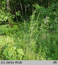 Festuca amethystina (kostrzewa ametystowa)