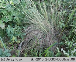 Festuca amethystina (kostrzewa ametystowa)