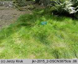 Festuca gautieri (kostrzewa Gautiera)